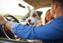 vacanza romantica con cane
