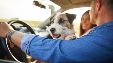 vacanza romantica con cane